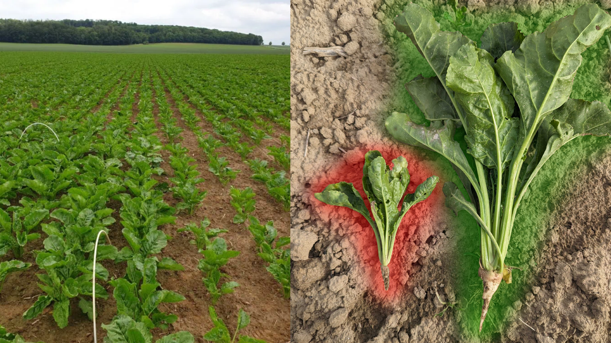 Ertragszuwachs in Zuckerrüben