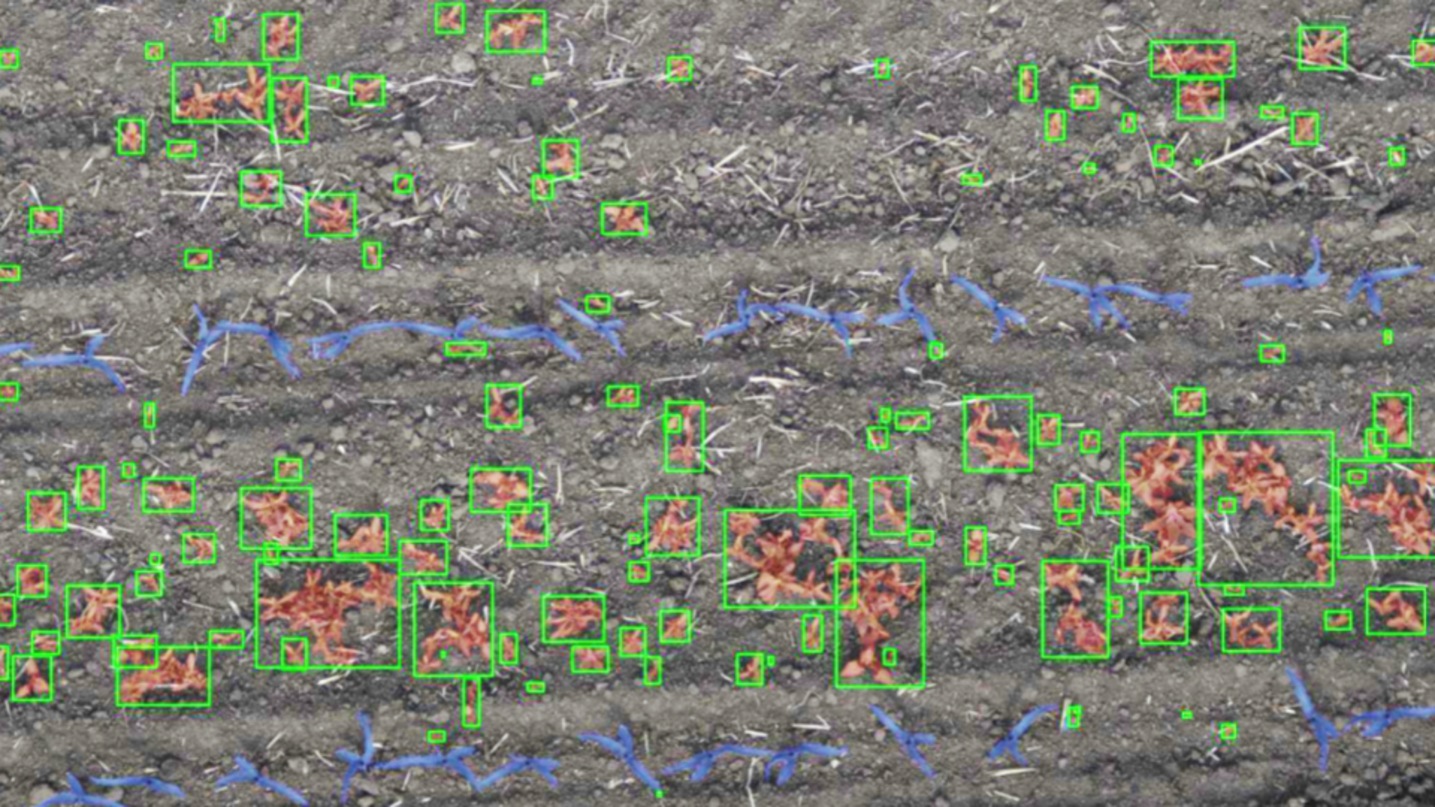 KI - Unkrauterkennung